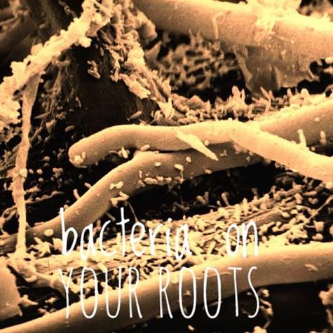 Ultra Bio-Boost (biological supplement)